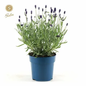 Lavandula angustifolia 'Felice Silver' - image 2