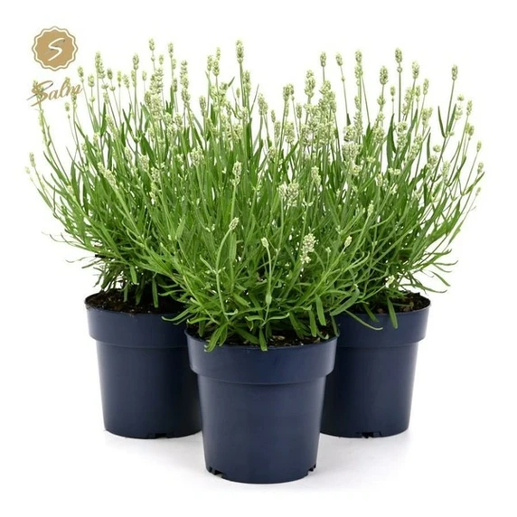 Lavandula angustifolia 'Felice White'