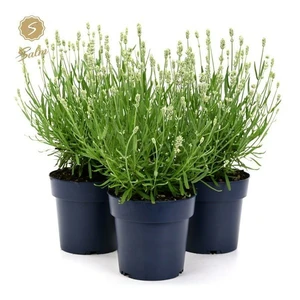 Lavandula angustifolia 'Felice White'