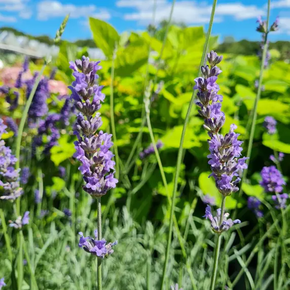 Lavandula x intermedia 'Fragrant Memories'