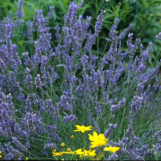 Lavandula x intermedia 'Grosso' 2L