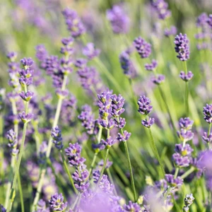 Lavandula x intermedia 'Grosso / Dilly Dilly' 1L