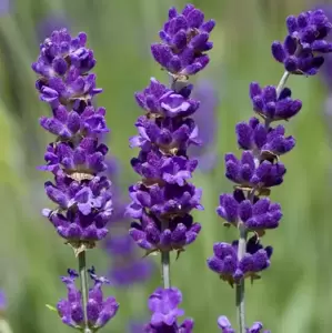 Lavandula angustifolia 'Havana'