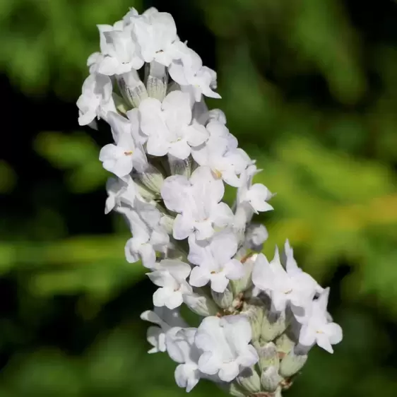 Lavandula x intermedia 'Heavenly Angel' - image 1