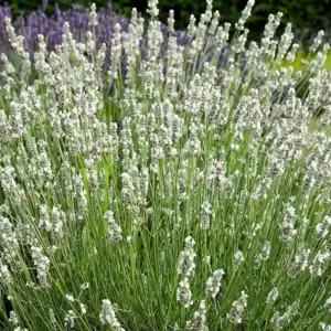 Lavandula x intermedia 'Heavenly Angel' - image 3