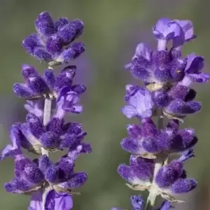 Lavandula angustifolia 'Imperial Gem' 2L