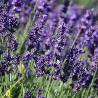 Lavandula (Lavender)