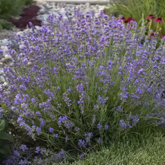 Lavandula 'Munstead' - Photo courtesy of Walters Gardens, Inc