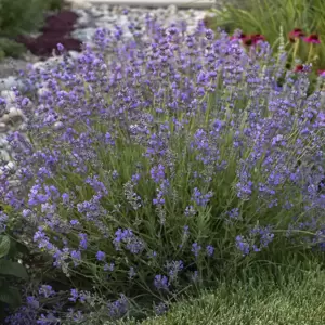 Lavandula angustifolia 'Munstead' 1L