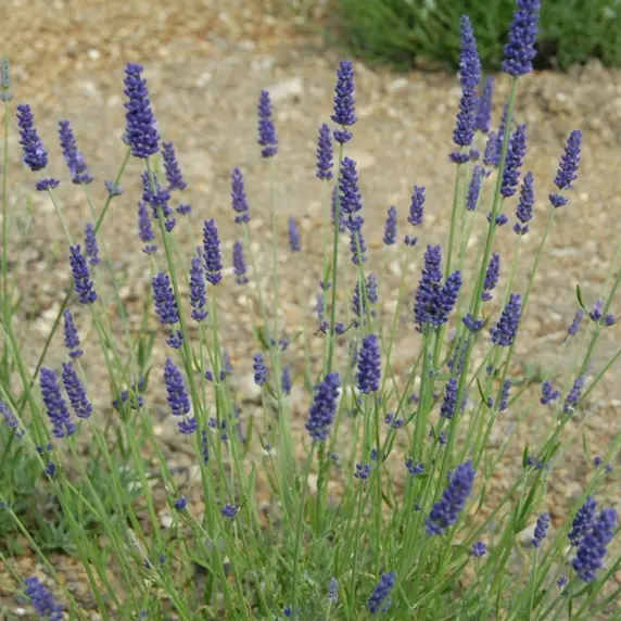 Picture Credit - Fairweathers Nursery