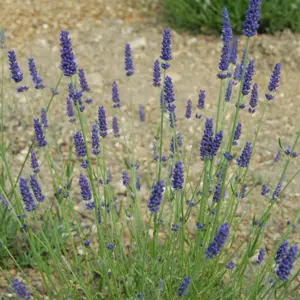 Picture Credit - Fairweathers Nursery