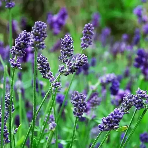 Lavandula x intermedia 'Provence' 1L