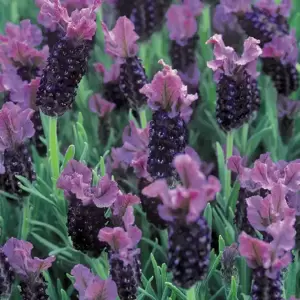 Lavandula 'Regal Splendour' 2L