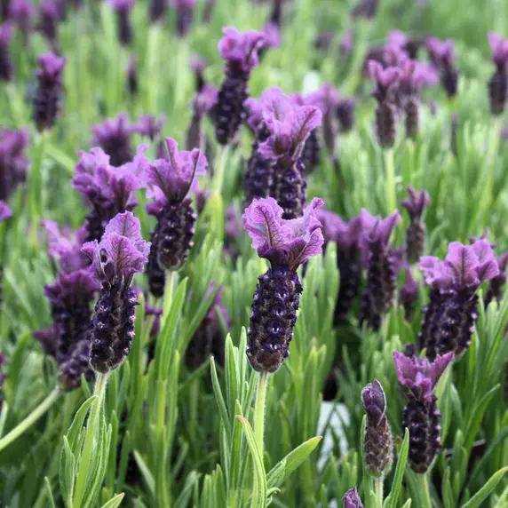 Lavandula 'Regal Splendour' 2L