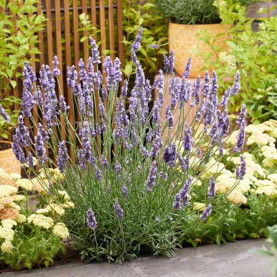 Picture Credit - Plantipp BV