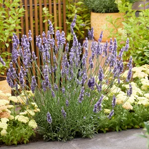 Picture Credit - Plantipp BV