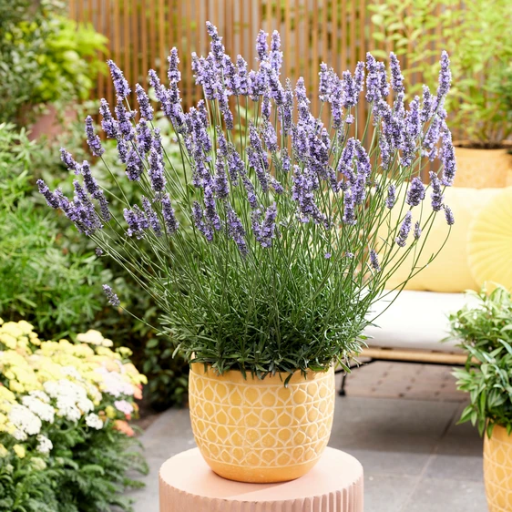 Picture Credit - Plantipp BV