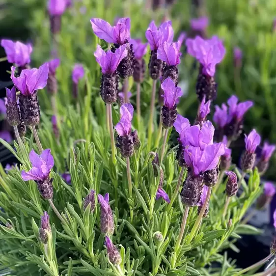 Lavandula stoechas 14cm