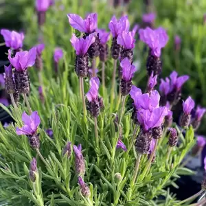 Lavandula stoechas 14cm