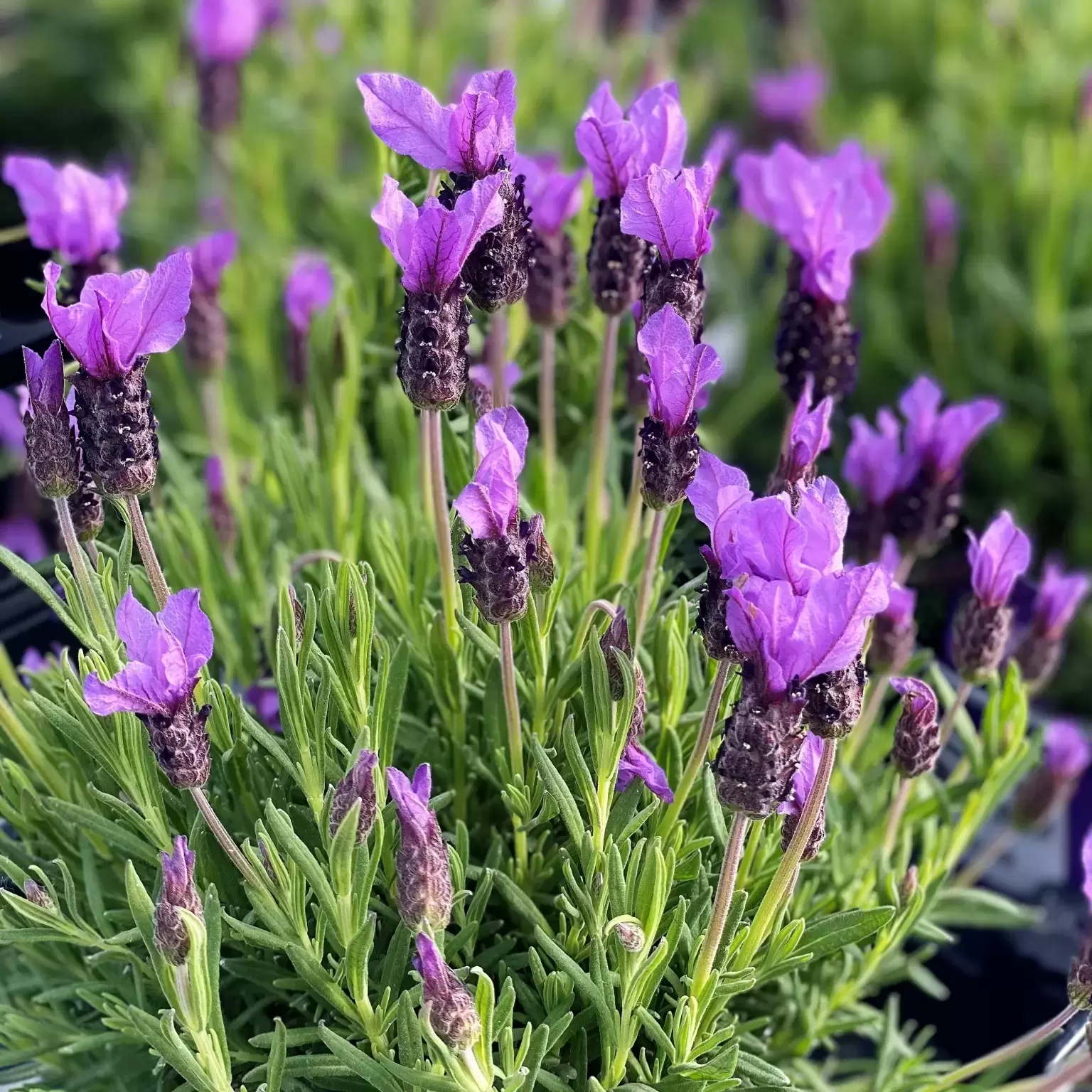Lavandula Stoechas 1 5L Cowell s Garden Centre Woolsington lavandula-stoechas-1-5l-cowell-s-garden-centre-woolsington