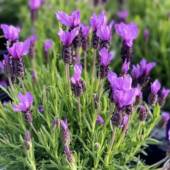 Lavandula stoechas 9cm