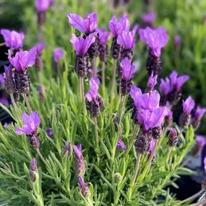 Lavandula stoechas 9cm