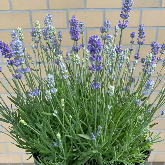 Lavandula angustifolia 'Think Twice' 12cm