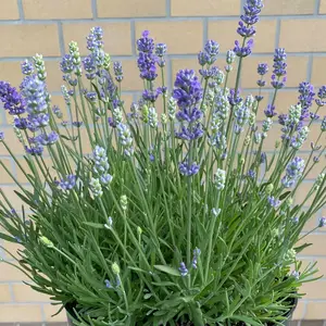 Lavandula angustifolia 'Think Twice' 12cm