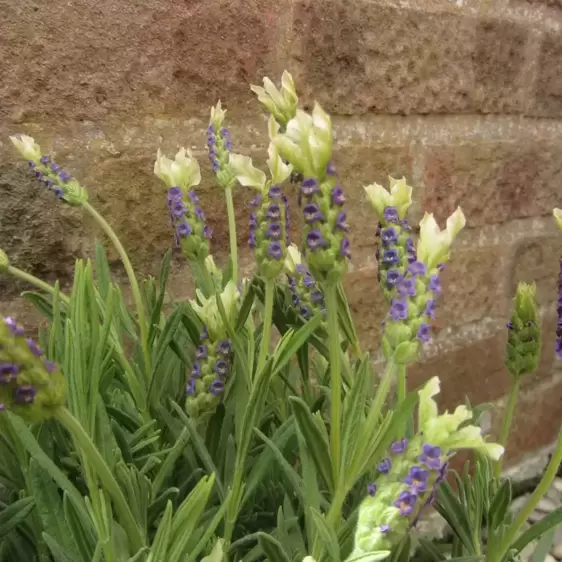 Lavandula stoechas 'Tiara' 2L - image 1