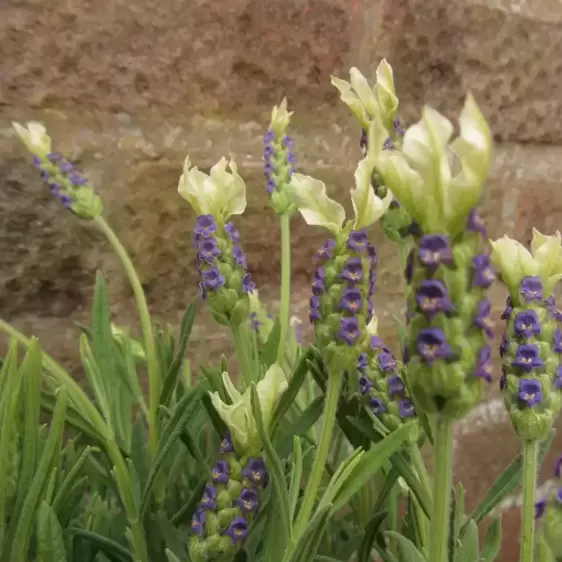 Lavandula stoechas 'Tiara' 2L - image 2