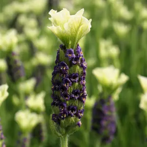 Lavandula stoechas 'Tiara' 2L - image 3