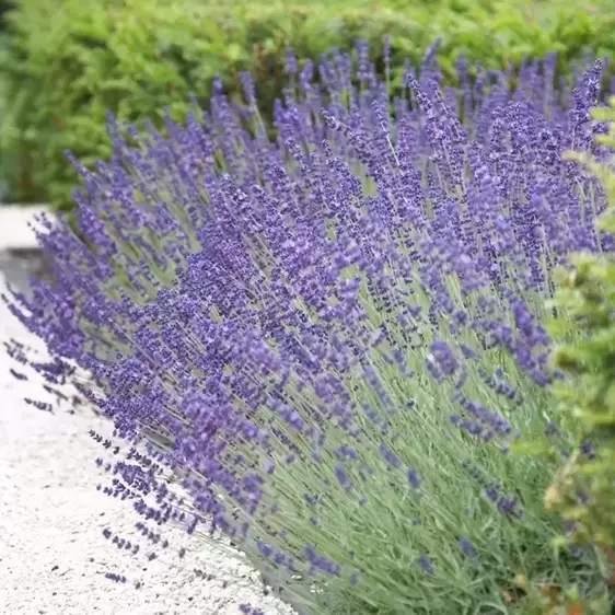 Lavandula angustifolia 'Vera' 3L