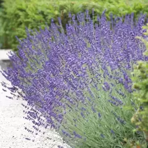 Lavandula angustifolia 'Vera'