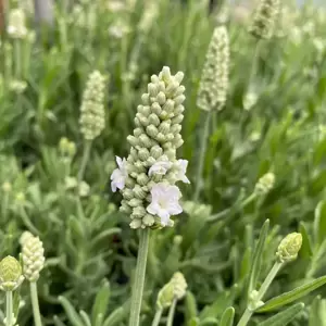 Lavandula angustifolia 'Vienco Early White' - image 2