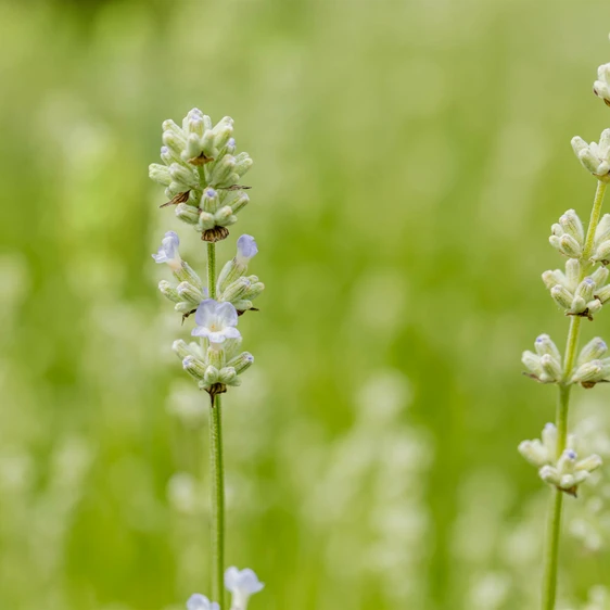 Lavandula angustifolia 'White Summer' - image 1