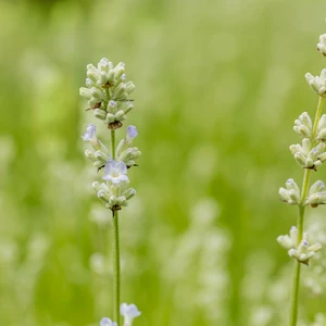 Lavandula angustifolia 'White Summer' - image 1