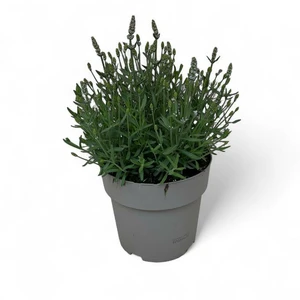 Lavandula angustifolia 'White Summer' - image 2