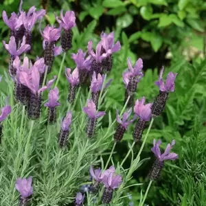 Lavandula stoechas 'Willow Vale' - image 1