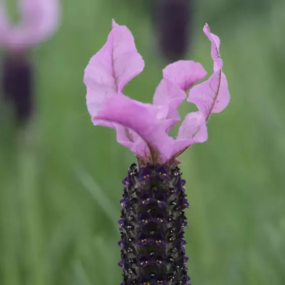 Lavandula stoechas 'Willow Vale' - image 2