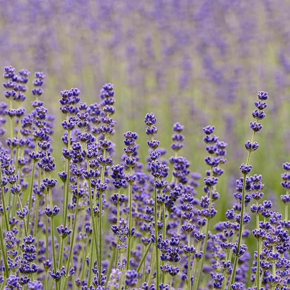 Lavandula x intermedia