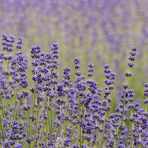 Lavandula x intermedia