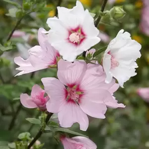 Lavatera × clementii 'Baby Barnsley'