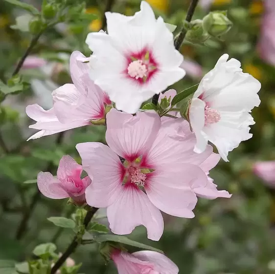 Lavatera x lementii 'Baby Barnsley' 3L