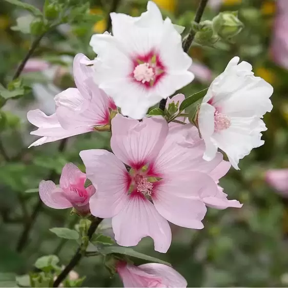 Lavatera x clementii 'Barnsley'