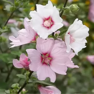 Lavatera x clementii 'Barnsley' 3L