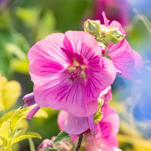 Lavatera 'Burgundy Wine'