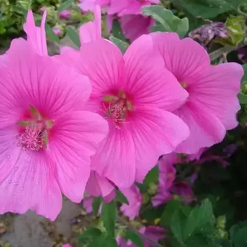 Lavatera x clementii 'Burgundy Wine' - image 1