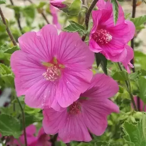 Lavatera x clementii 'Burgundy Wine' - image 2