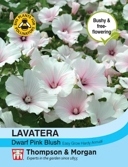 Lavatera Dwarf Pink Blush - image 1