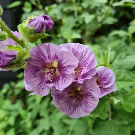 Picture - Genesis Plant Marketing